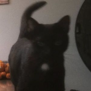 Meet your Posher, Scarlet